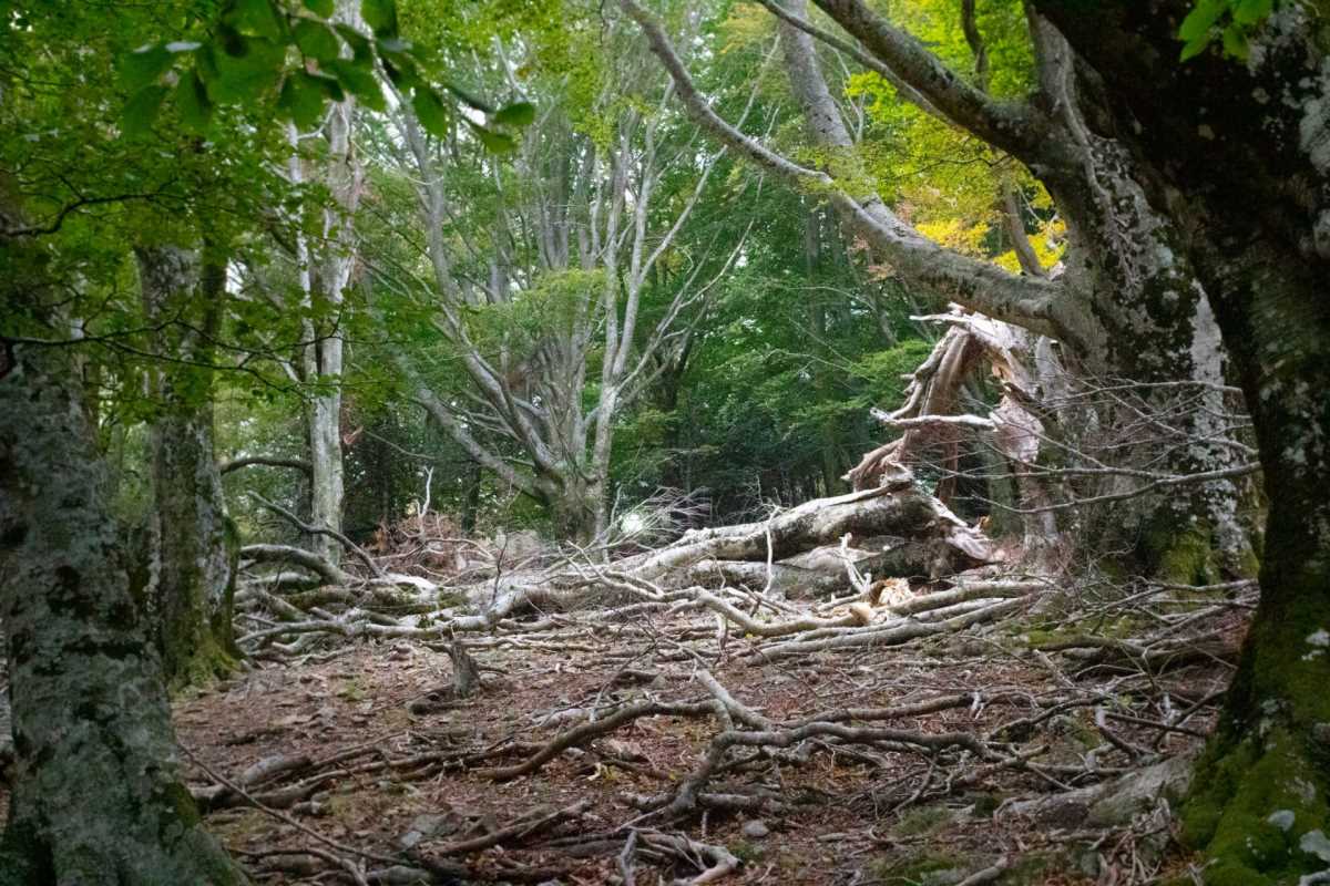 Bromeliaceae_Nidularium_angustifolium_2.jpg Bromeliaceae_Nidularium_angustifolium_2.jpg