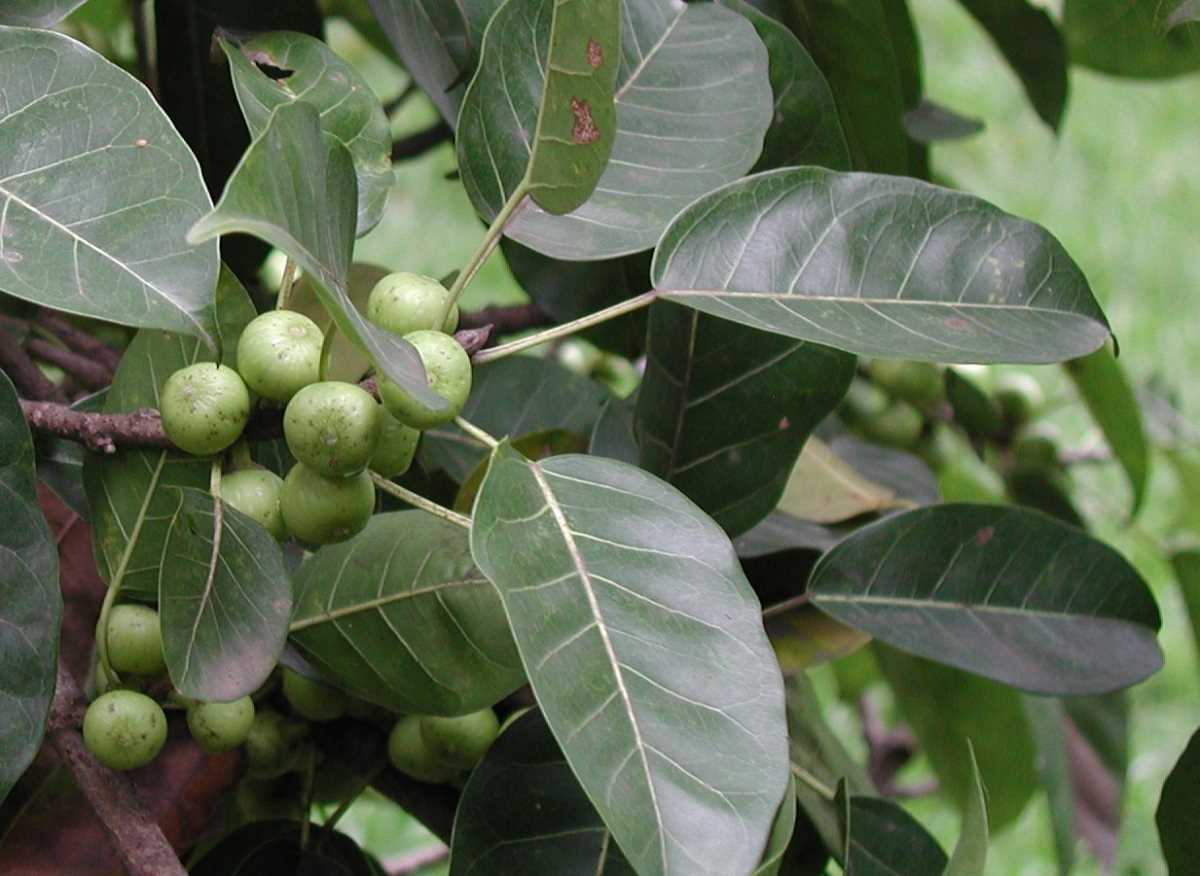 Bromeliaceae_Nidularium_angustifolium_2.jpg Bromeliaceae_Nidularium_angustifolium_2.jpg