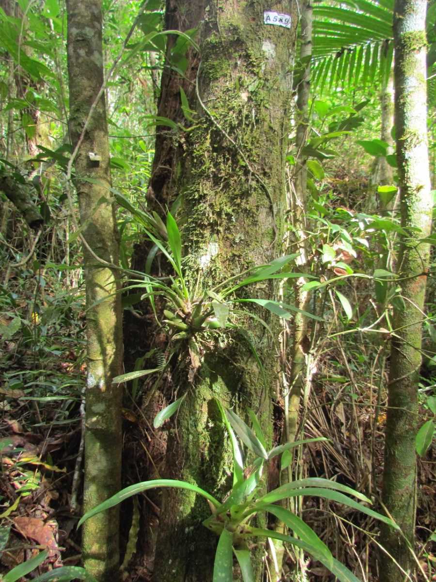 Bromeliaceae_Nidularium_angustifolium_2.jpg Bromeliaceae_Nidularium_angustifolium_2.jpg