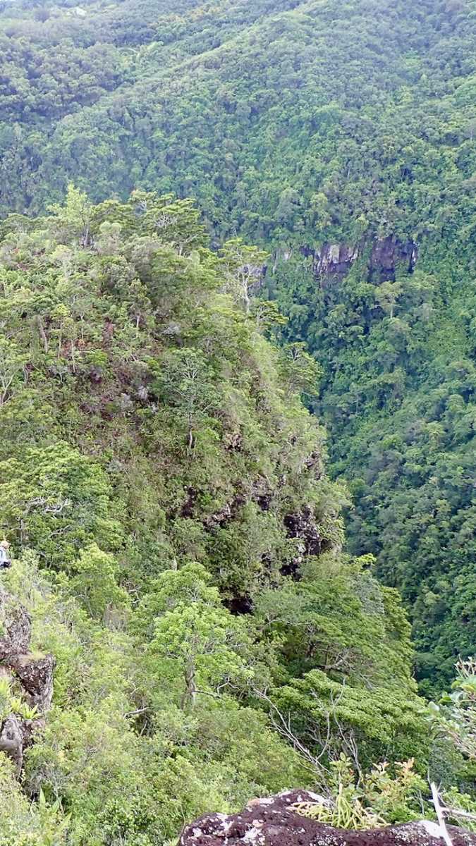 Bromeliaceae_Nidularium_angustifolium_2.jpg Bromeliaceae_Nidularium_angustifolium_2.jpg