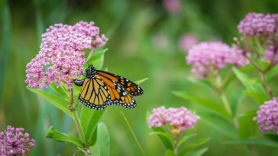 Bromeliaceae_Nidularium_angustifolium_2.jpg Bromeliaceae_Nidularium_angustifolium_2.jpg