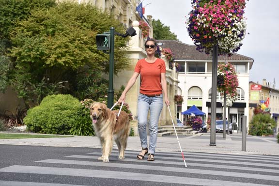 Blind woman crossing the street with help of guide dog